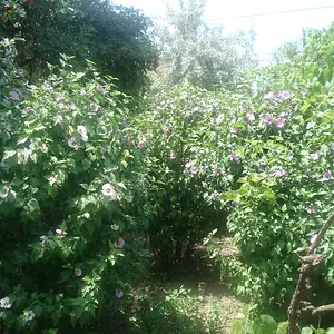 Rose Bushes