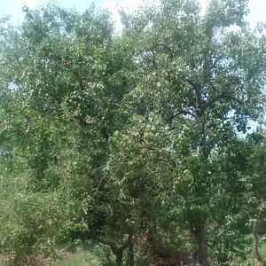 Garden Trees