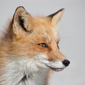 staring fox