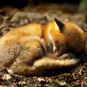 Fox puppy sleeping