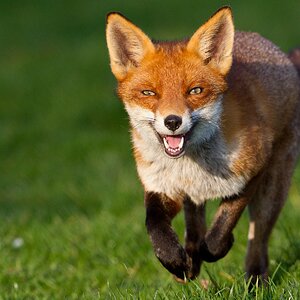 Fox running