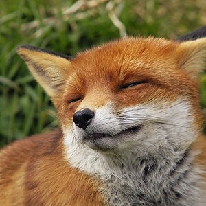 Squinting fox