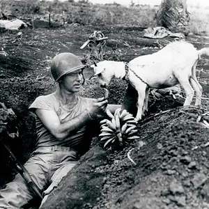 Foxhole & Goat