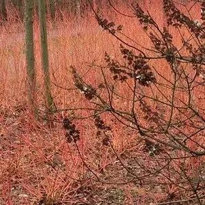 Red Plants