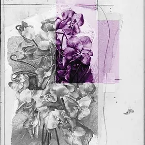 Violets