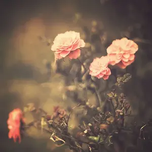 Pale Pink