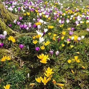 Crocus Time