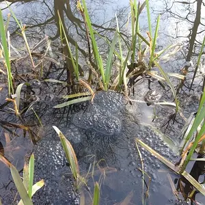 Frogspawn