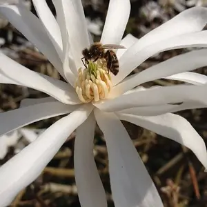 Flower and Bee