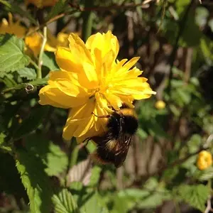 Bumblebee and Flower