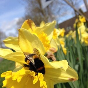 Narcissi and a Bumblebee
