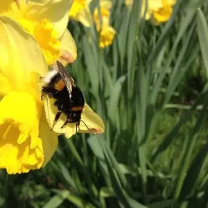 Bumblebee and Friend