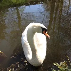 There's a Swan