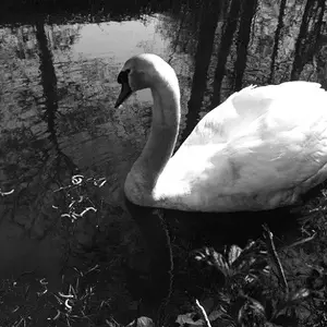 Cygnus