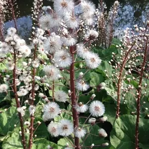 Fluffy Plant