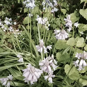 Purple and Blue