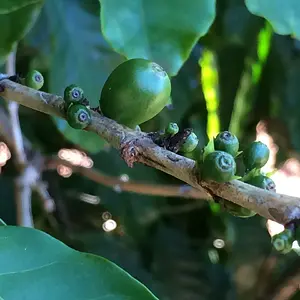 Coffee beans