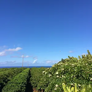 Coffee plantation, Kauai