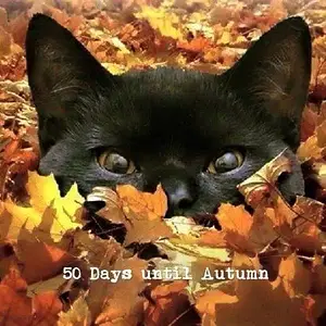 Autumn Cat