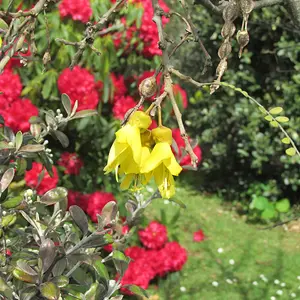 Kowhai blossom