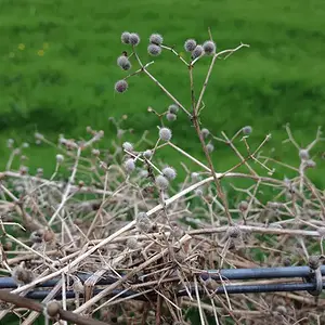 Nature and Iron