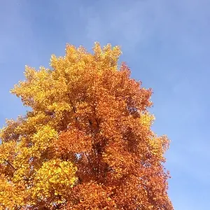 Autumn Circled
