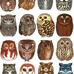 Owls