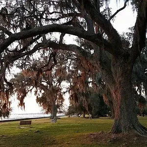 Oak Tree On The Lakefront