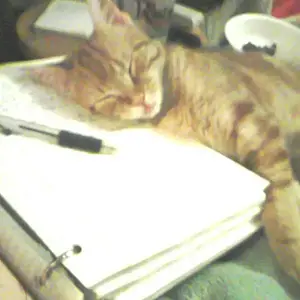 Tigger Cramming For Exam