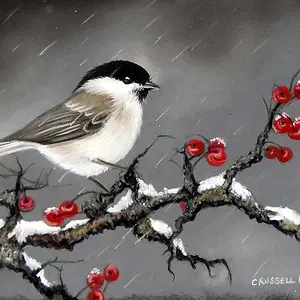 Willow Tit