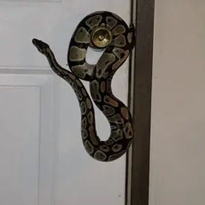 my 31/2 foot male ball python