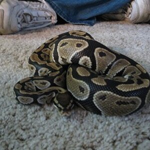 my curled up ball python