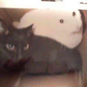 my 2 cats the white 1 is jake the black 1 is elve