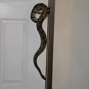 Media 'my 31/2 foot male ball python' in album 'Garys Pictures'
