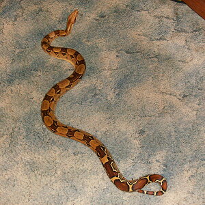 my 4 foot female boa constrictor