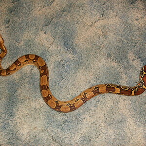 my 4 foot female boa constrictor