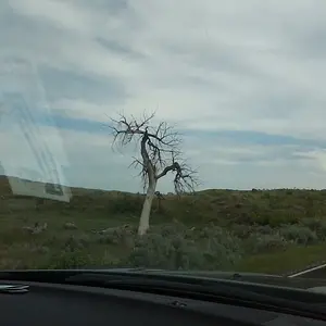 cool looking tree on custers battlefield in montana