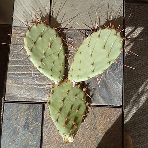 mickey mouse cactus