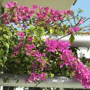 Bougainvillea