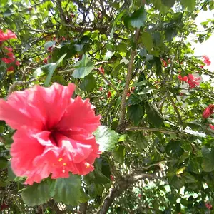 Hibiscus