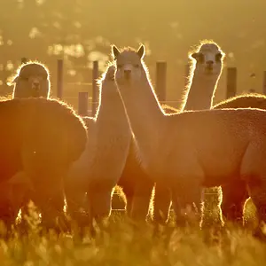 Alpacas at sunset