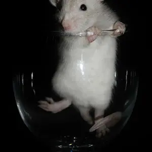 Six week old baby rat