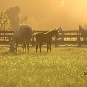 Foal at sunrise