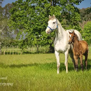 Foal and mare