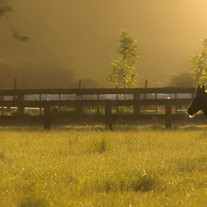 Foal playing