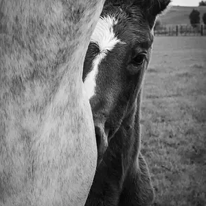 Two week old foal