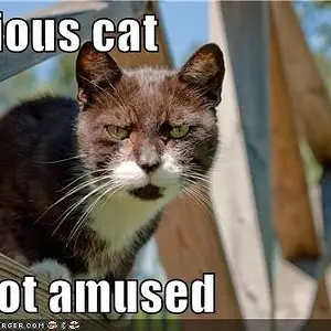 Serious Cat