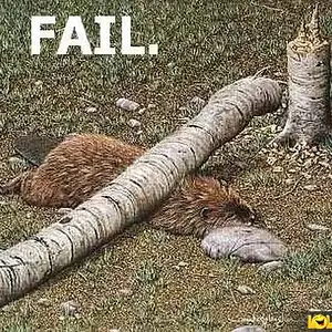 Beaver Fail