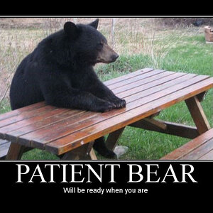 Patient Bear