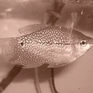 pearl guarami